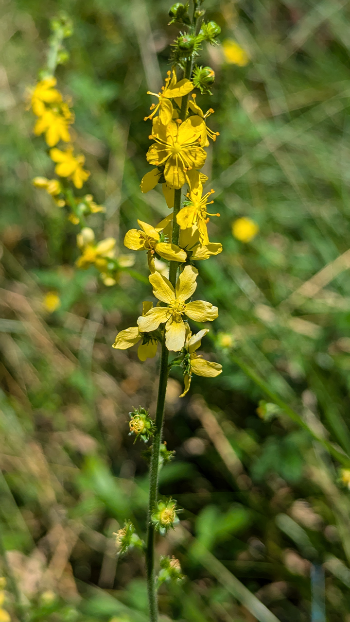 Aigremoine eupatoire